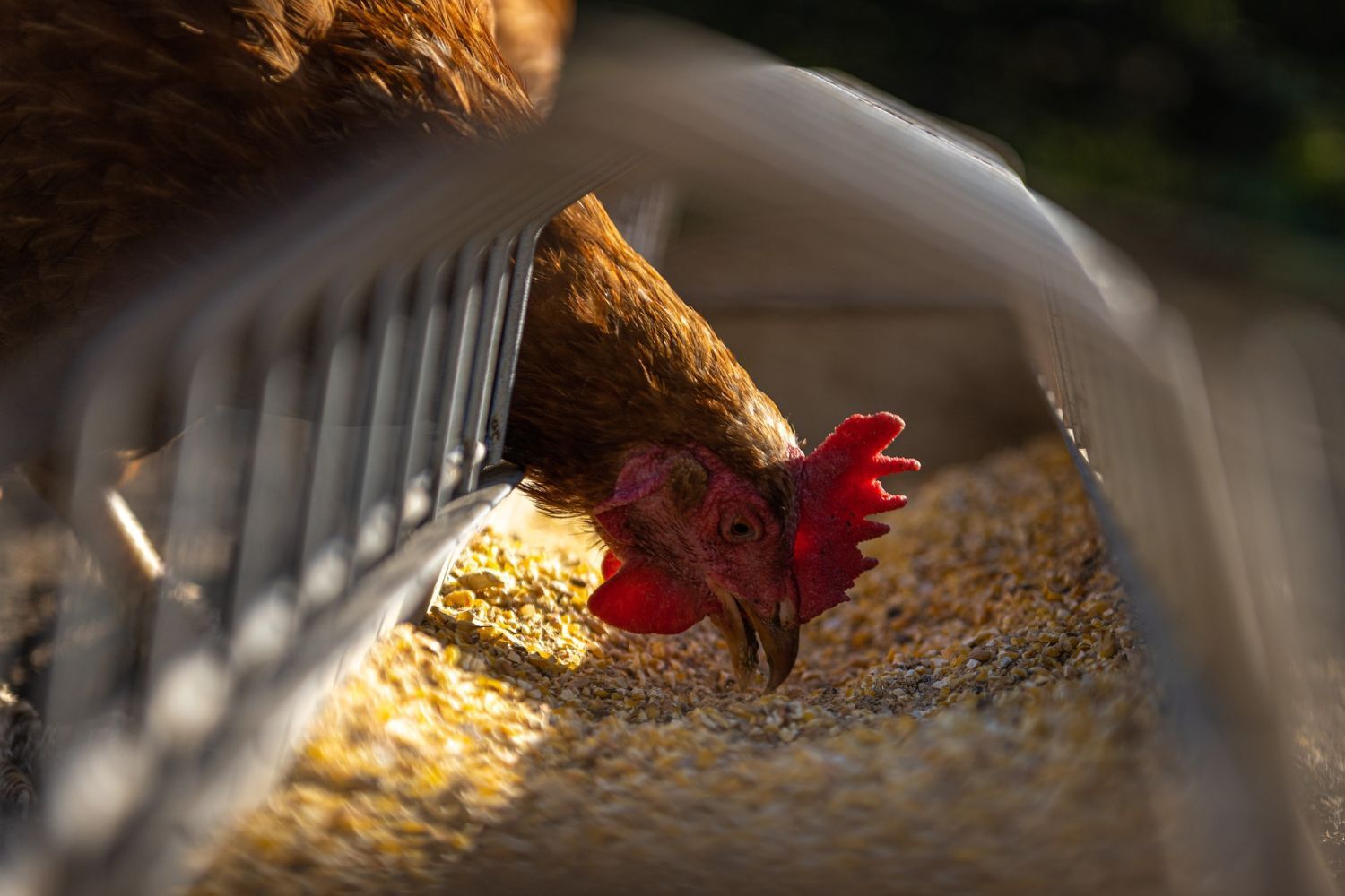 Chicken feeding