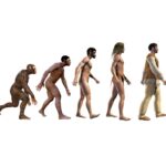 Human evolution, from ape to business man