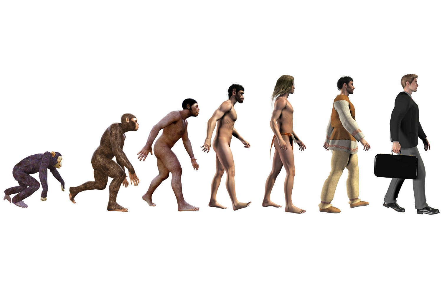 Human evolution, from ape to business man