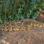 Puff adders leave linear, sometimes slightly undulating traces.