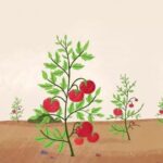 The story of tomatoes, everything goes global