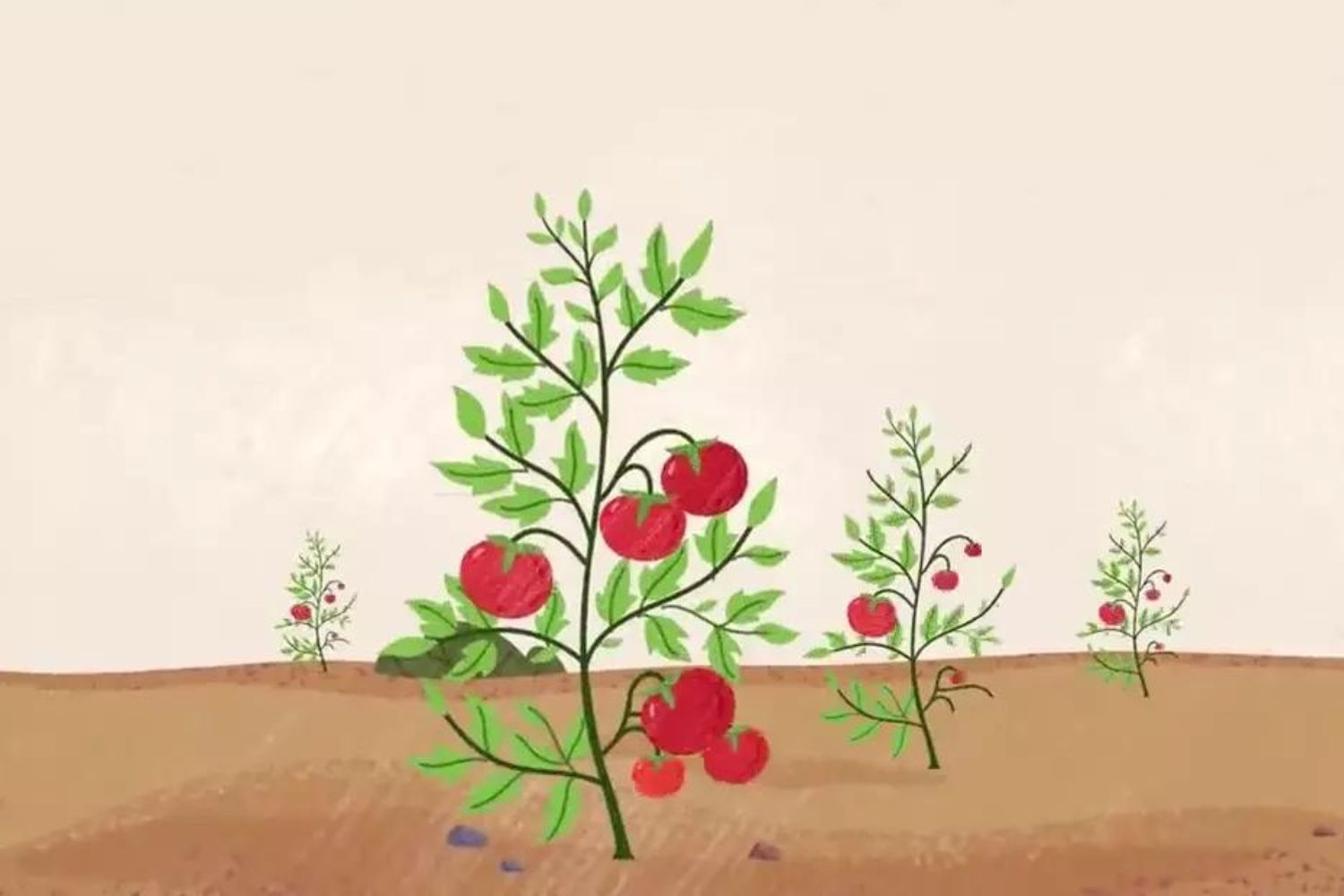 The story of tomatoes, everything goes global