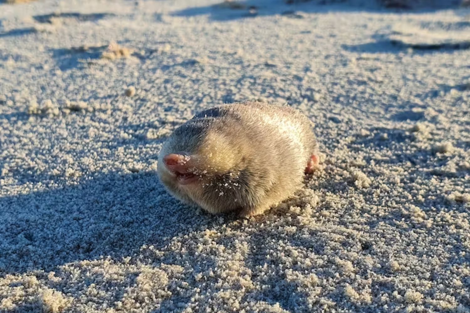 Rediscovered golden mole