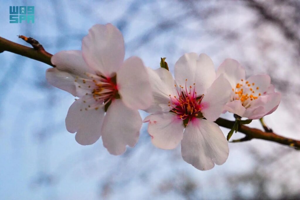 Almond trees