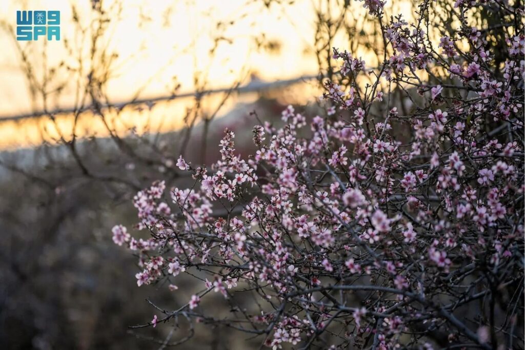 Almond trees two