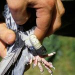 Carrier Pigeon carrying Message stock photo