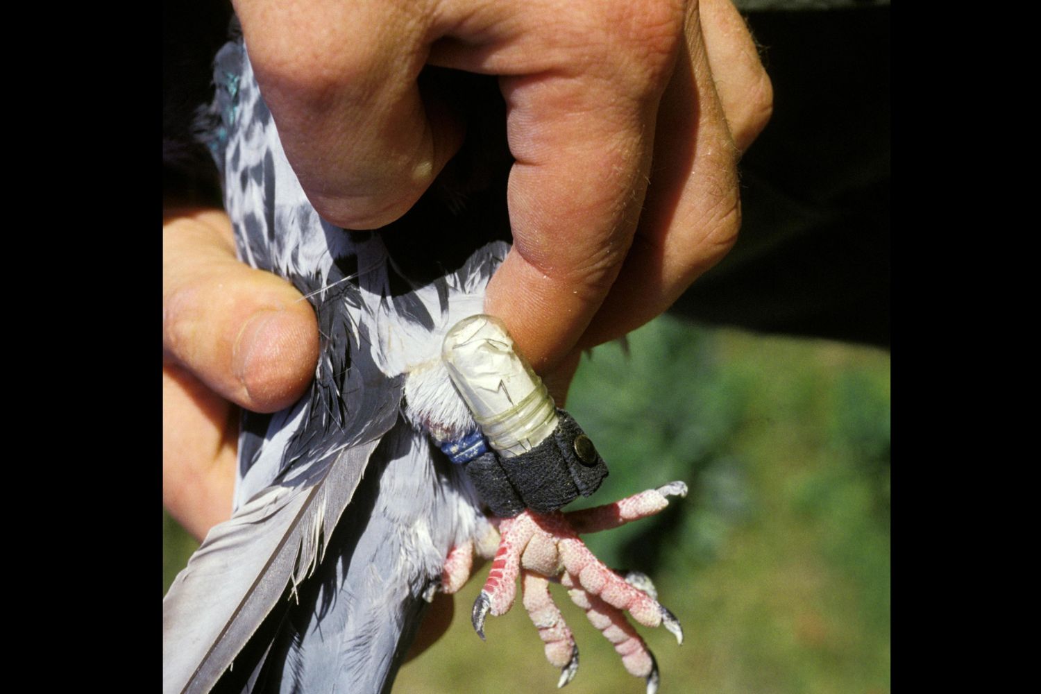 Carrier Pigeon carrying Message stock photo