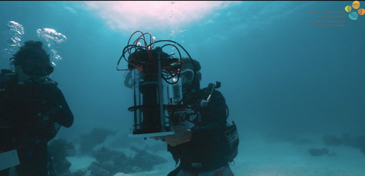Picture of Revolutionizing Red Sea coral conservation